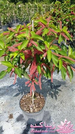 گیاهان آپارتمانی 